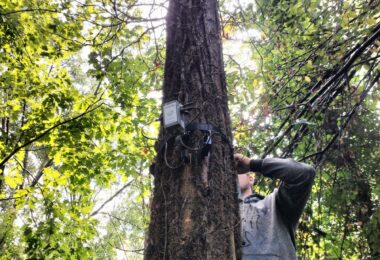 Ricerca sul rapporto degli italiani con le foreste