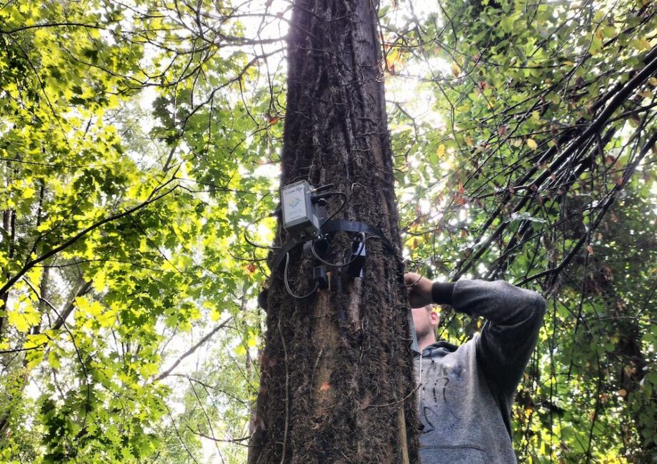 Ricerca sul rapporto degli italiani con le foreste