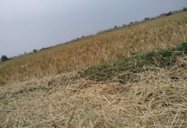 Danni alle colture agricole a causa di eventi climatici estremi