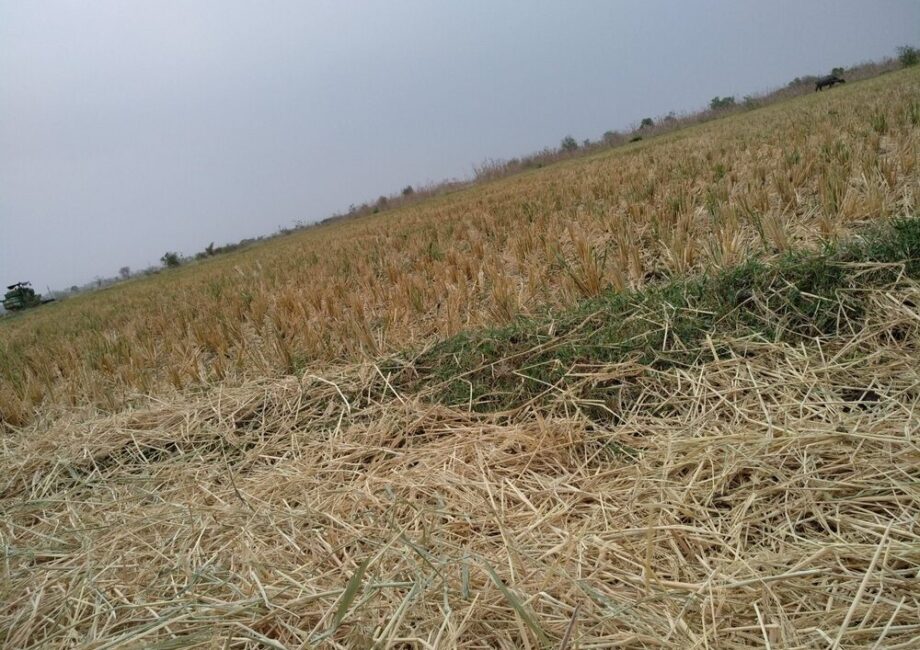 Danni alle colture agricole a causa di eventi climatici estremi