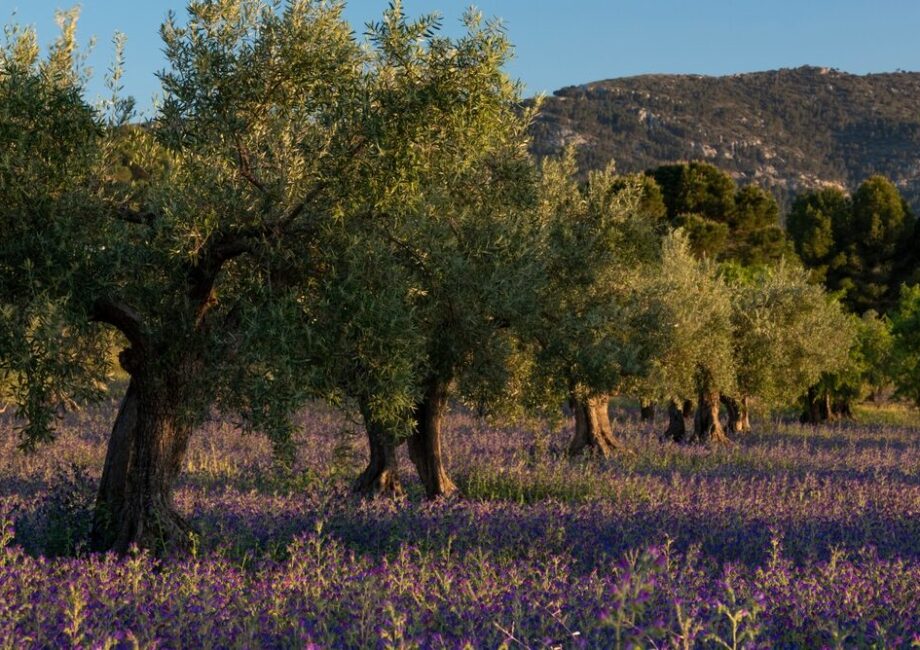 Giacenze di olio d'oliva in Italia
