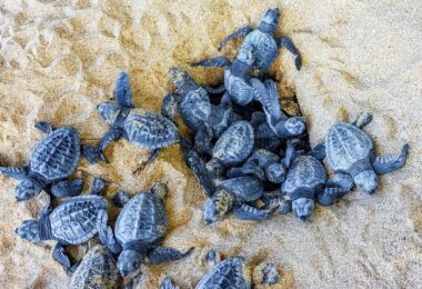 Nidi di Caretta caretta lungo le coste italiane