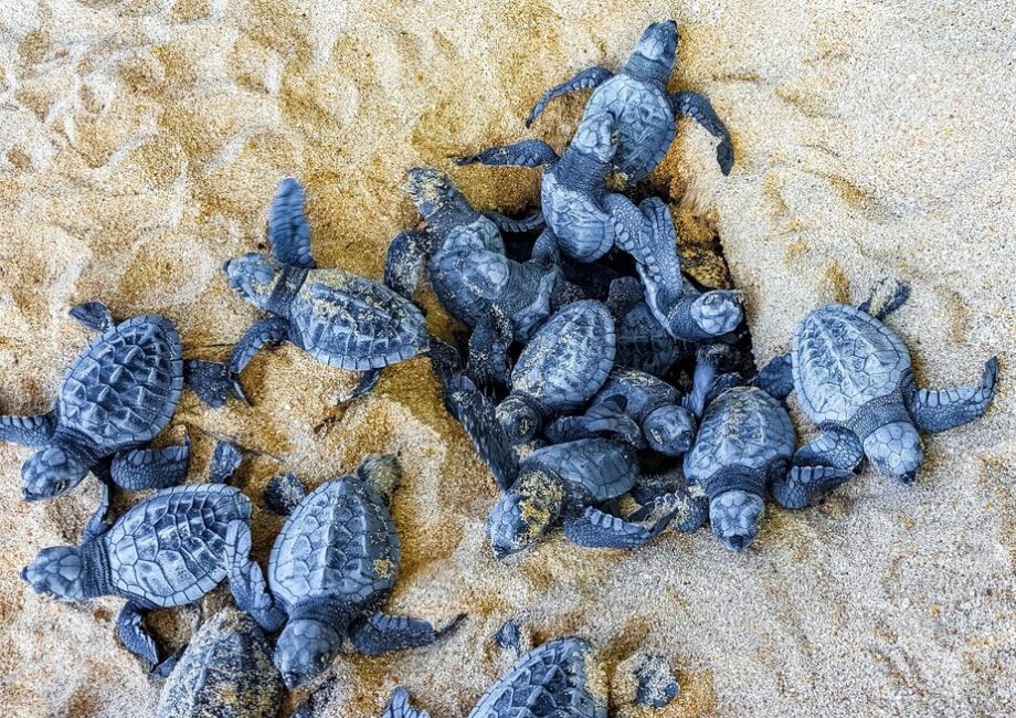 Nidi di Caretta caretta lungo le coste italiane