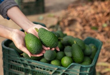 Impianto di avocado di Halaesa in Sicilia