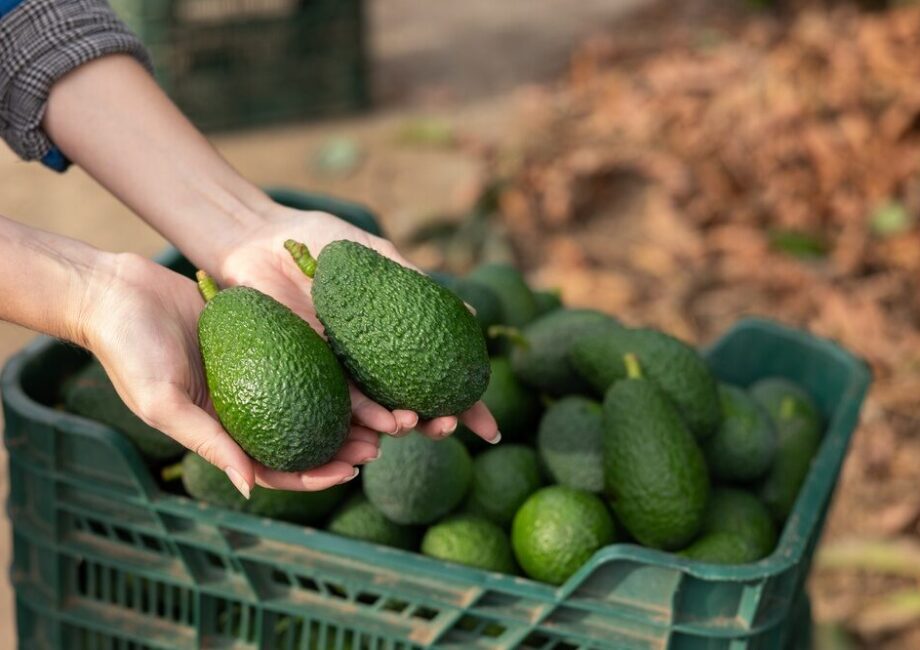 Impianto di avocado di Halaesa in Sicilia