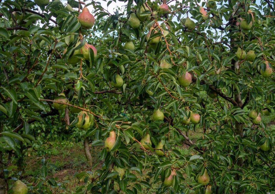Pere italiane pronte per l'export