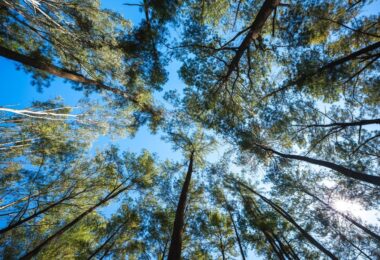Alberi piantati in Italia